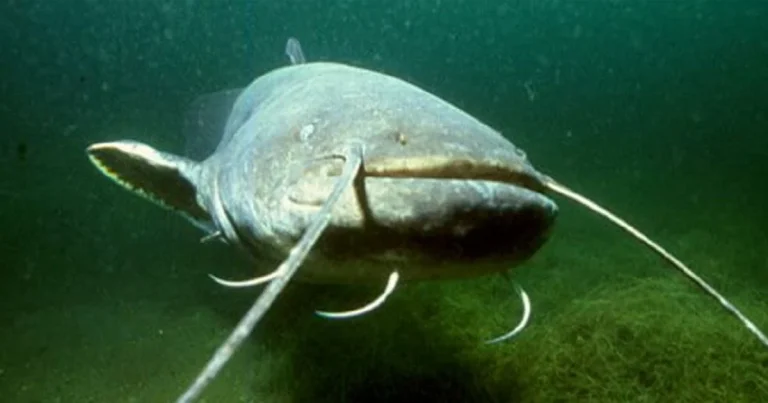 Police shoot giant catfish after it injured five at Bavarian lake