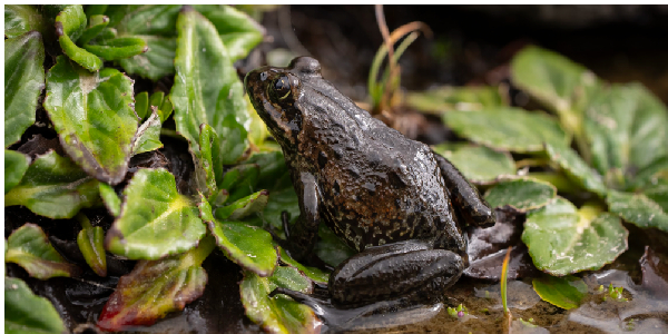 The highest-living frog in Africa discovered on Mount Kilimanjaro