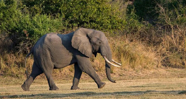 Elephant kills British and New Zealand tourists in Zambia