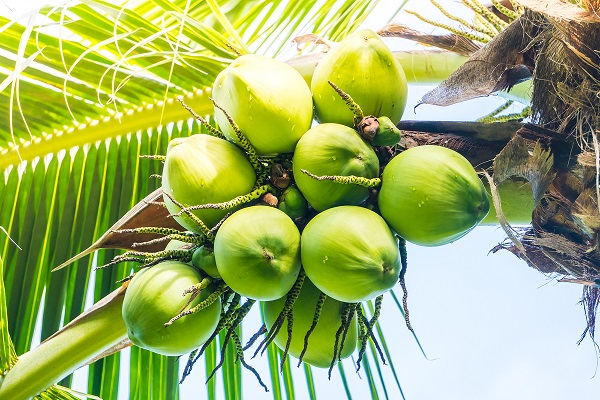 Ghana to ban export of raw shea nut by 2026 – Dr Peter Otokunor