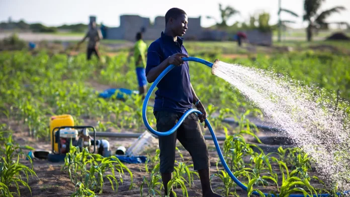 Economist Warns Feed Ghana and Grow24 Risk Policy Duplication