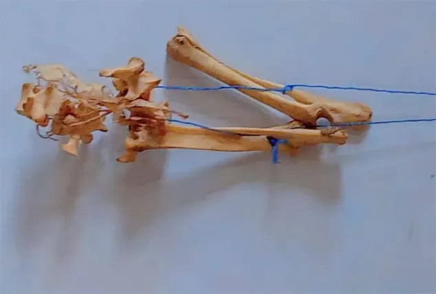 Bones Found In Classroom  –