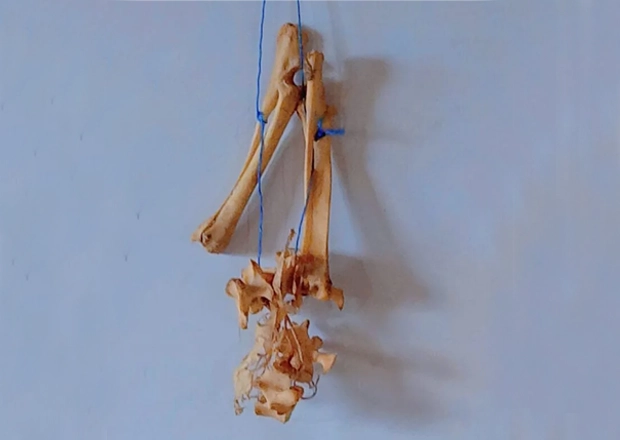 Bone Discovery Sparks Panic At Dwomo