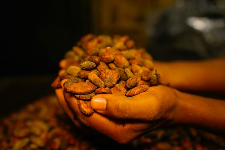 Cocoa prices fall on Ghana crop projections