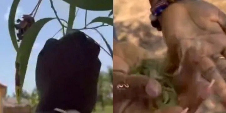 Here is the trending Ghanaian magic tree (VIDEO)