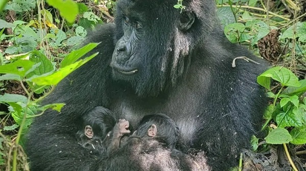 Rare mountain gorilla twins born in Africa’s oldest national park