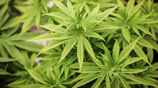 Farmer drags government to Supreme Court over cannabis licence fees