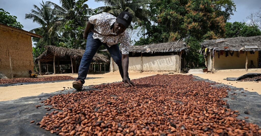 Spotlight Ivory Coast Ouattara shakes up cocoa sector in response to crisis – Africa Intelligence