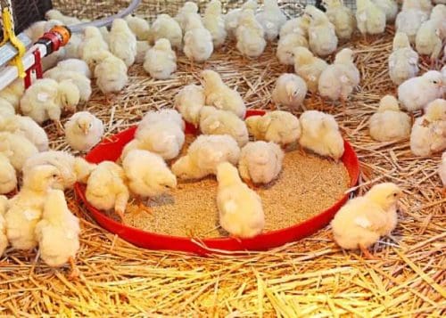 West Akyem Distributes Chicks to 700 Households Under Nkoko Nkitinkiti