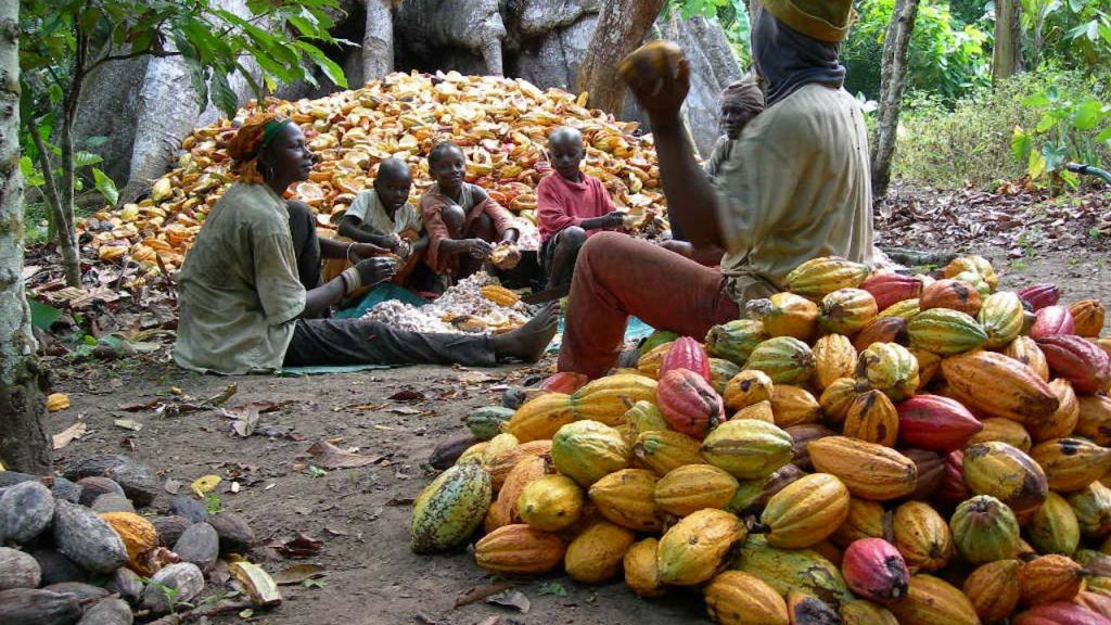 COCOBOD to distribute 27,000 sprayers and 89,000 PPEs to support cocoa farmers