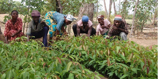 Poor Harvests Beckon – DailyGuide Network