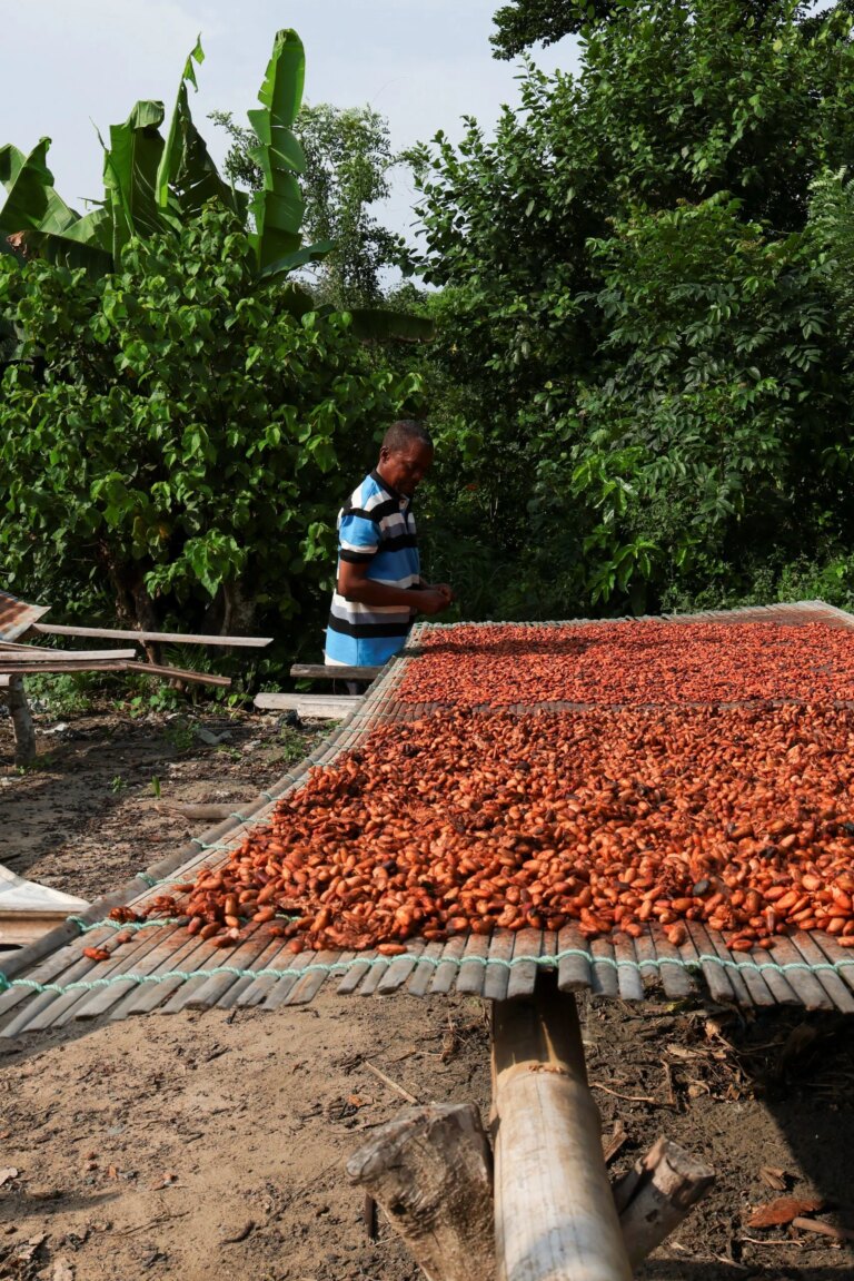 Is Ghana saving cocoa or criminalising 800,000 farmers under sweeping new protections?