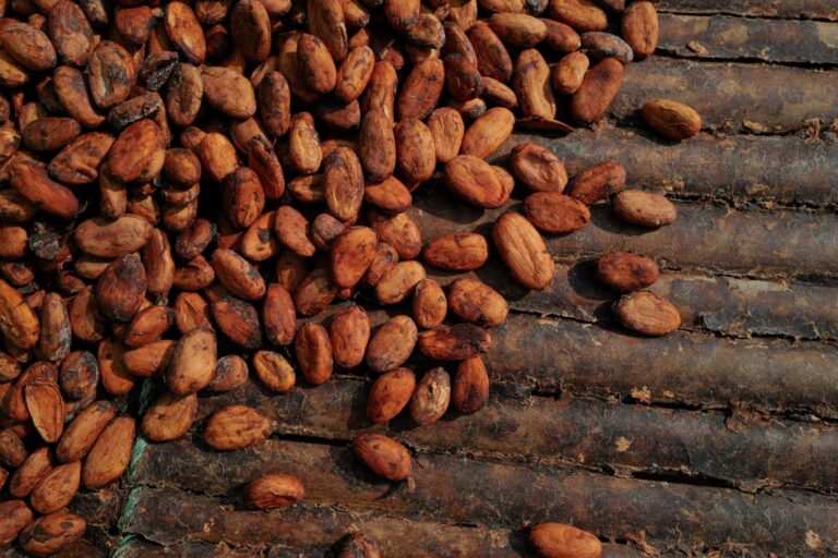 Ghana’s Cocoa Output Faces 16% Decline in 2026-2027 Season: Key Challenges and Government Response