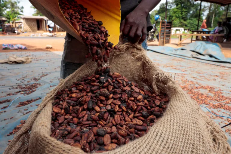 Ivory Coast’s delayed cocoa crop could mean congested ports ahead of EU rules, sources say