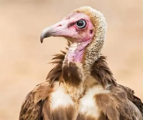 The Vulture Of Silence – Kurom AyɛDinn
