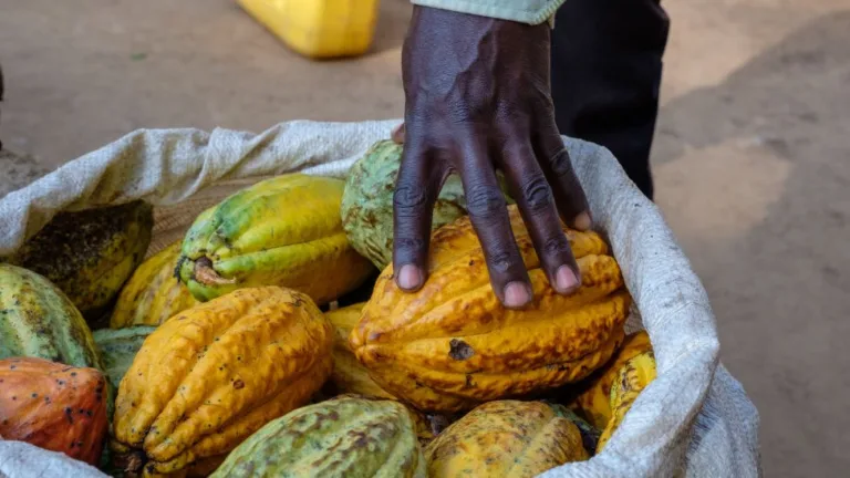 Cocoa farmers disappointed as Ivory Coast freezes farmgate price