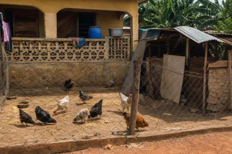 Ghana authorities sue farmer over chickens in residential area